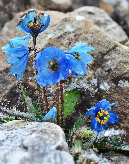 蓝花绿绒蒿,海拔5100米.