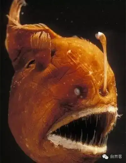 神秘的发光鱼:在海里"打灯笼"的琵琶鱼