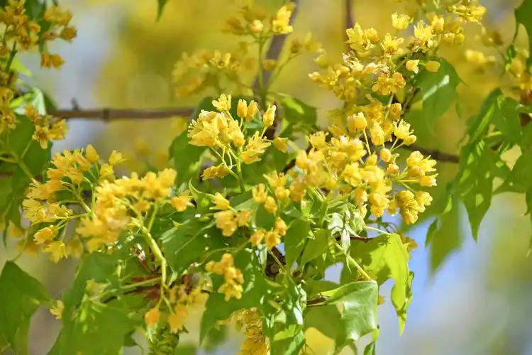 枫树花,原创拍摄|枫树|原创|拍摄_新浪新闻