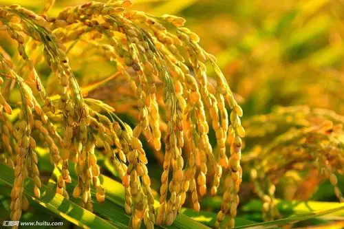 你看,金灿灿的,漂亮吧!