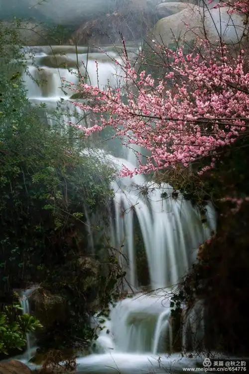 梅花几度梦里寻