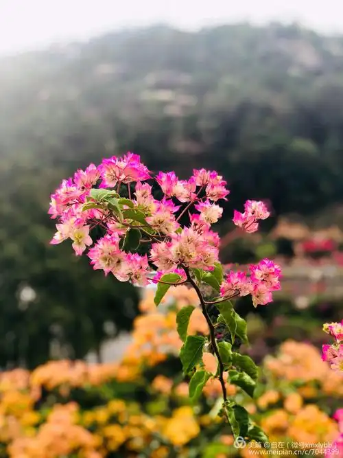 繁花似锦的三角梅 - 美篇