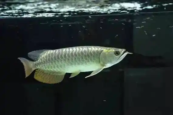 海洋十二生肖(三):"水中贵族"龙鱼与"丑萌的海洋