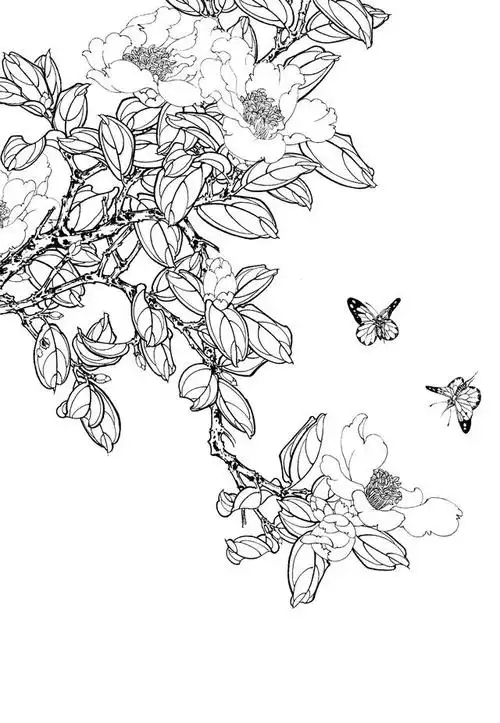 62幅工笔白描茶花图