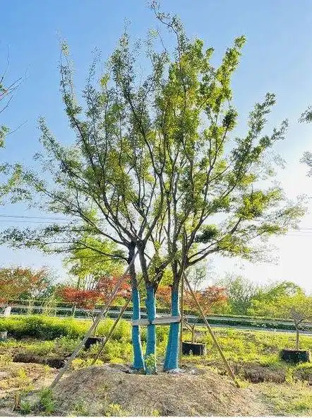 朴树图片植物生长,朴树图片植物行道树-图片大观-奇异网