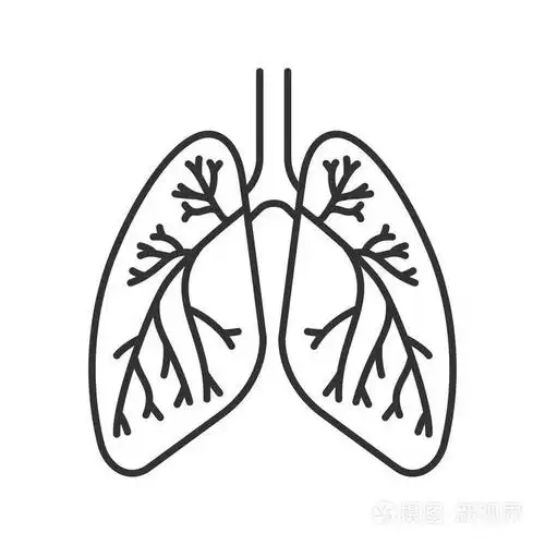 细线插图. 呼吸系统解剖. 轮廓符号. 矢量孤立轮廓图