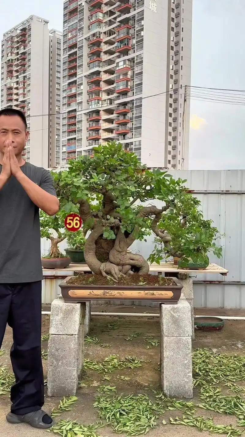 99天然舍利的朴树,也叫相思树99.94