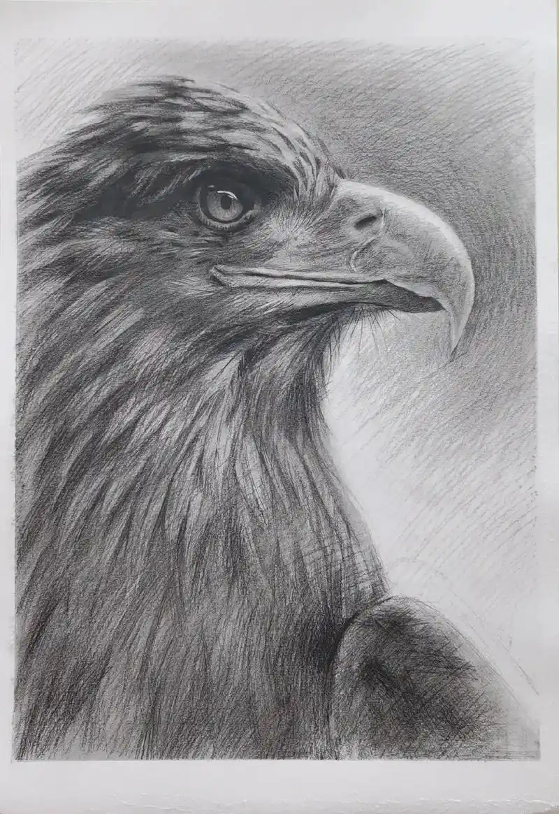 素描练习《 鹰 》还是不够飒啊 - 抖音