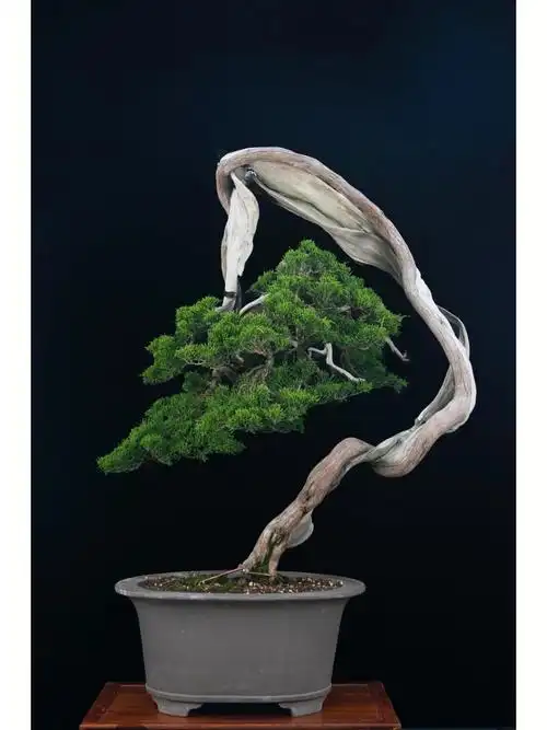 系鱼川真柏盆景