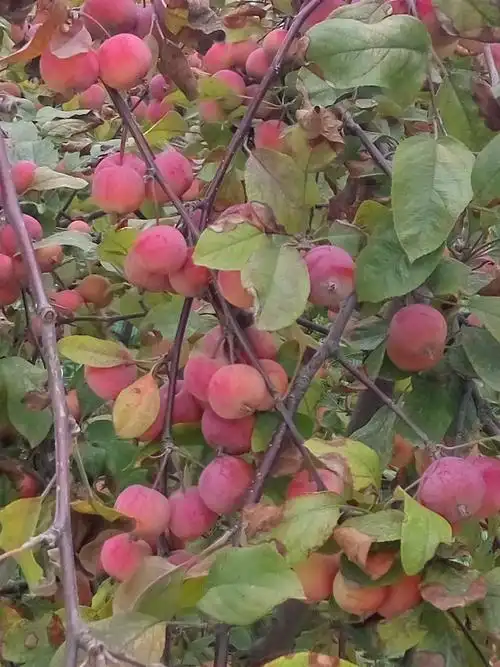 近日,记者在冀中地区的几个苗乡采访时了解到,红叶碧桃小苗价格