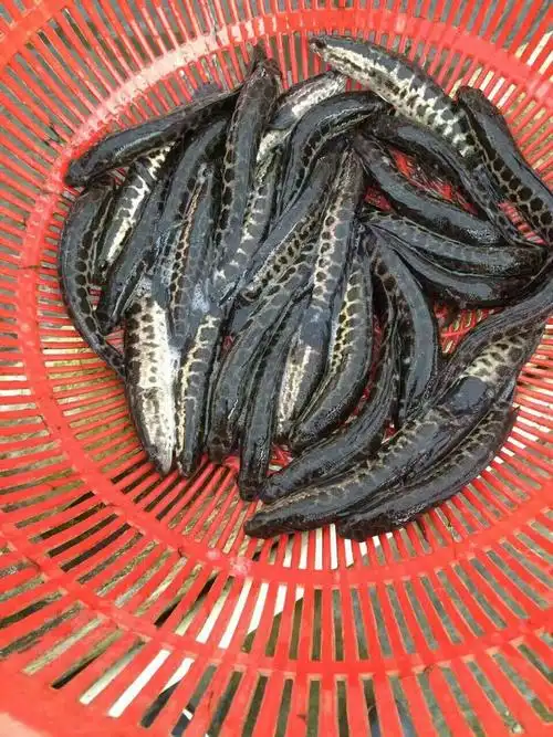 乌鳢 人工养殖 0.5公斤以下