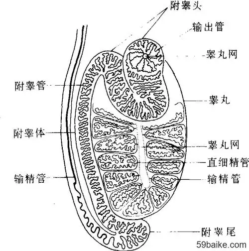 睾丸- 畜牧百科