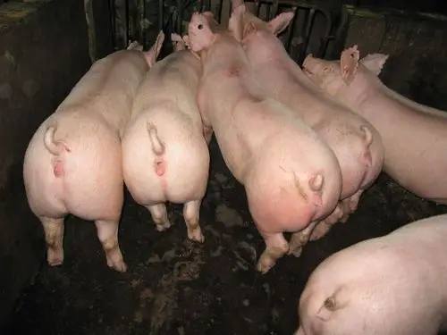 谊发牧业二元母猪