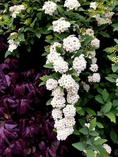 阳春白雪绣线菊