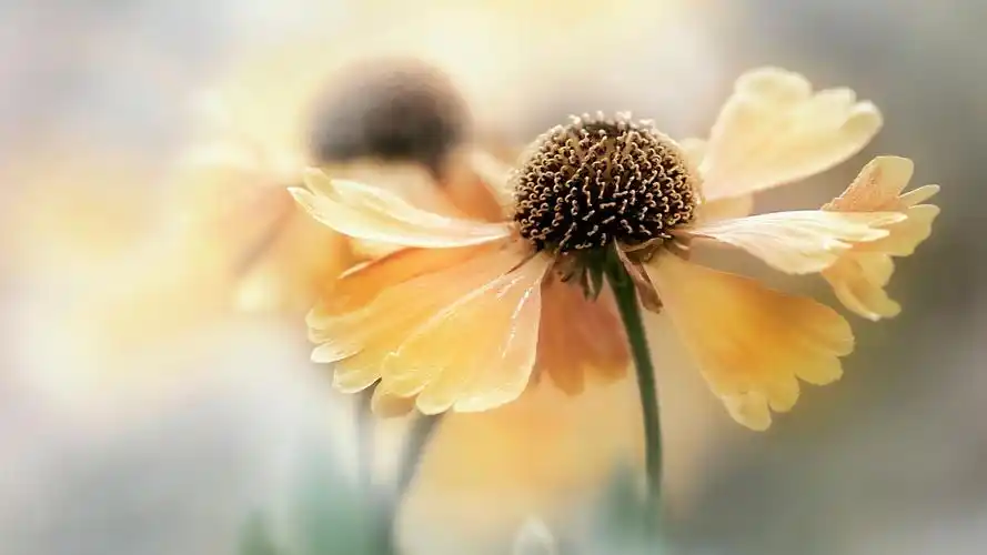 好看的唯美花卉图片清新植物护眼桌面壁纸高清(2)