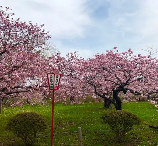 其它 北海道松前城樱花 写美篇2018年4月下旬日本樱花之旅.