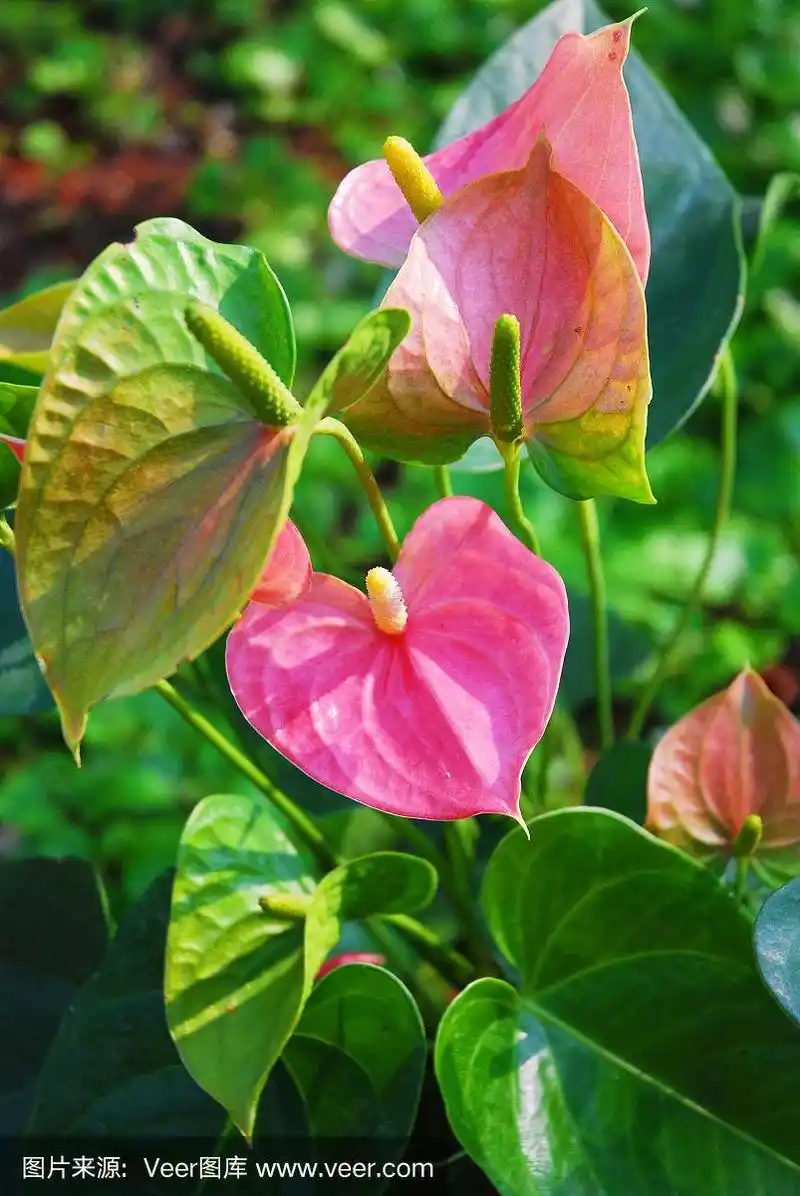 粉红色的花花烛属植物