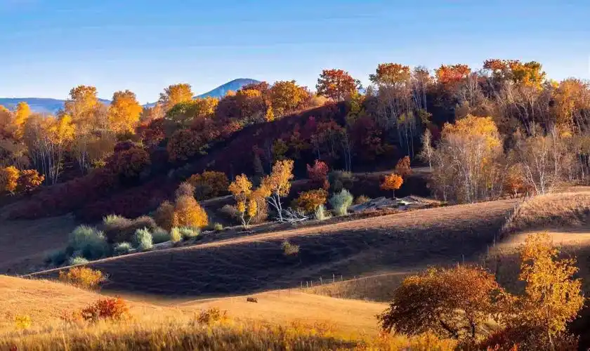 美丽的内蒙古乌兰布统大草原,金秋如画,美景醉人,美丽的风景真是名不