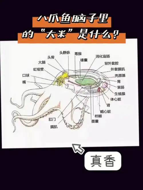八爪鱼单位结构了解一下