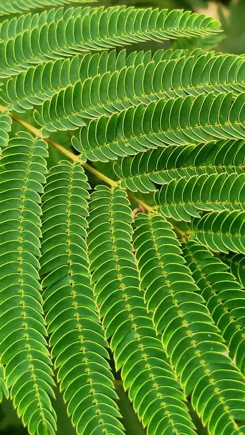 二回羽状复叶鉴赏·快来猜猜他们是什么植物吧