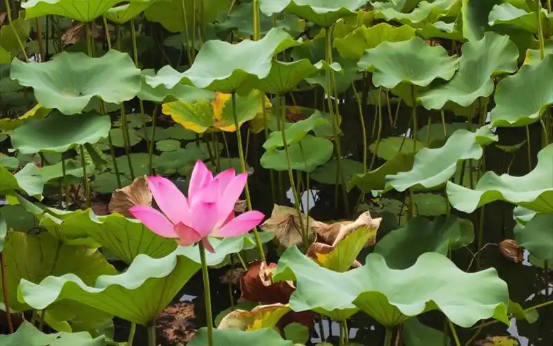 8.20 北海公园 芾妈赵爸经典撒糖点位打卡.