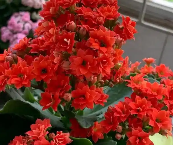 富贵美观大气,室内幸福财运花