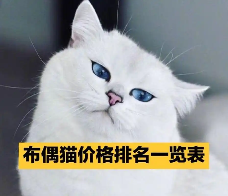 布偶猫价格排名一览表 作为猫界颜值担当的布偶猫,一直是大家入手猫咪
