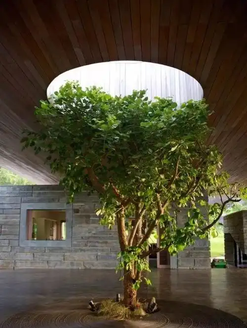 庭院里的主景树,不多不少一棵就好