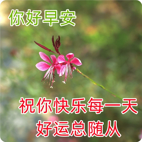 9张清新漂亮早上好图片带祝福语 漂亮的聊天问候祝福图片大全_人生