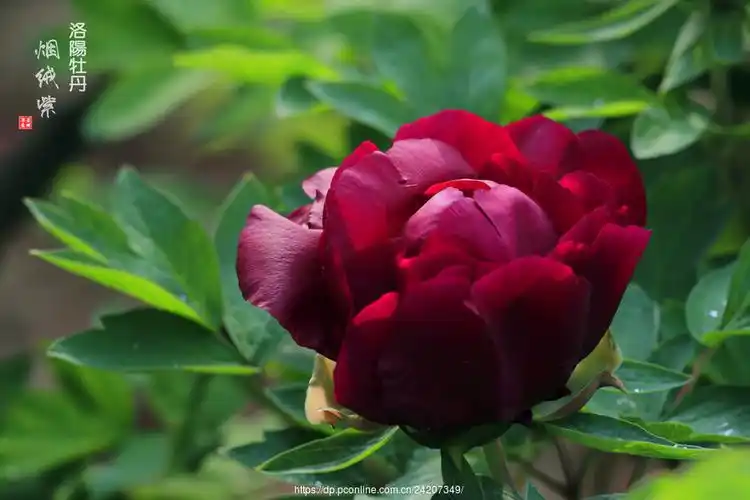 佳能 eos-1d x mark ii【烟绒紫-洛阳牡丹(12)】 第 2 幅查看大图曝光