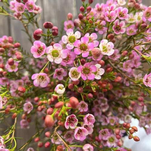 进口澳腊梅盆栽淘金彩梅澳梅梅花花期长带木本苗松红梅耐寒庭院花