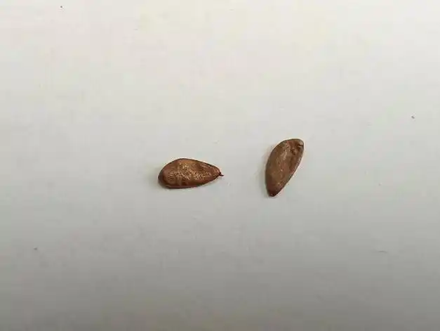 鹅掌楸树梢上宿存的球果在冬日阳光的照耀下像烛台一样熠熠生辉