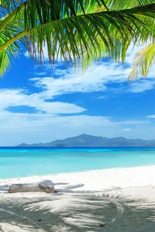 夏季海滩,沙地,棕榈树 750x1334 iphone 8/7/6/6s 壁纸,图片,背景