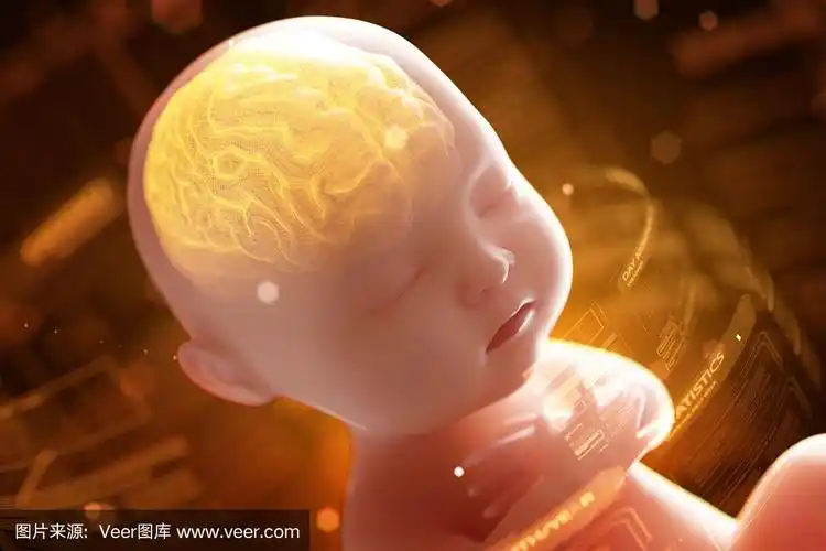 婴儿的大脑和神经系统,3d渲染胎儿的大脑x光内,3d插图.