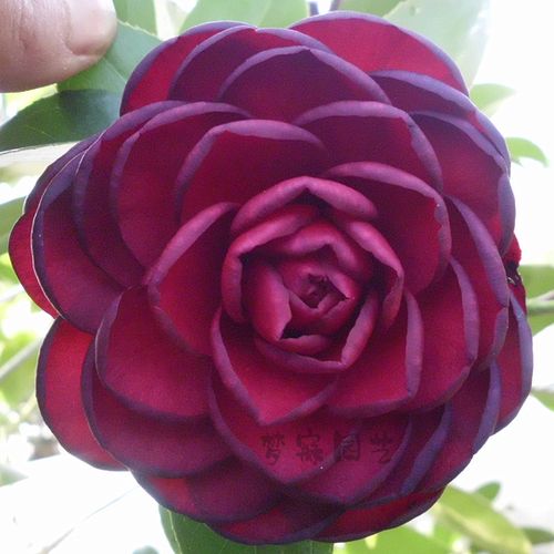 精品花卉 金碧辉煌 盆栽茶花苗室内庭院阳台绿植四季山茶包邮