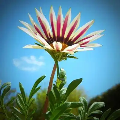 适合女人的花朵头像,高清好看女人微信头像花朵图片_植物头像_头像屋
