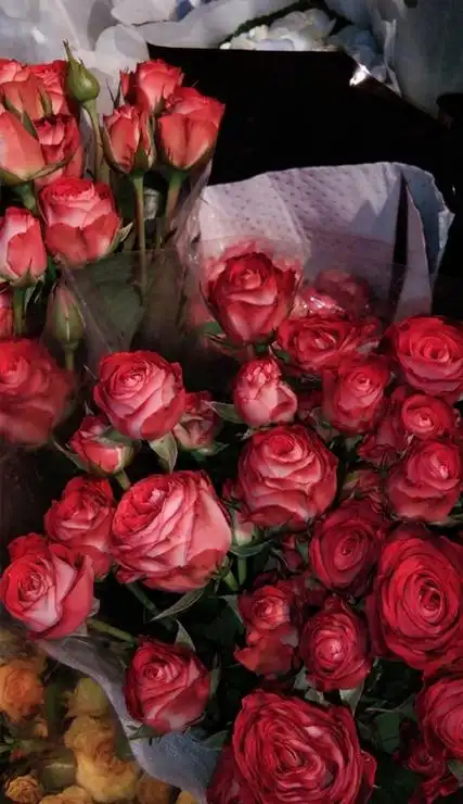 唯美高清浪漫的花朵ins风壁纸 祝愿这个世界继续热闹祥和美好_5