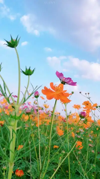 "人间解有花如海" "原创·自拍" 花海·壁纸·背景图