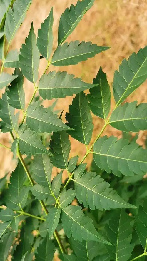 二回羽状复叶鉴赏快来猜猜他们是什么植物吧