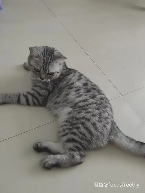 美短母猫1岁多580