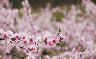 划过阵阵樱草淡香