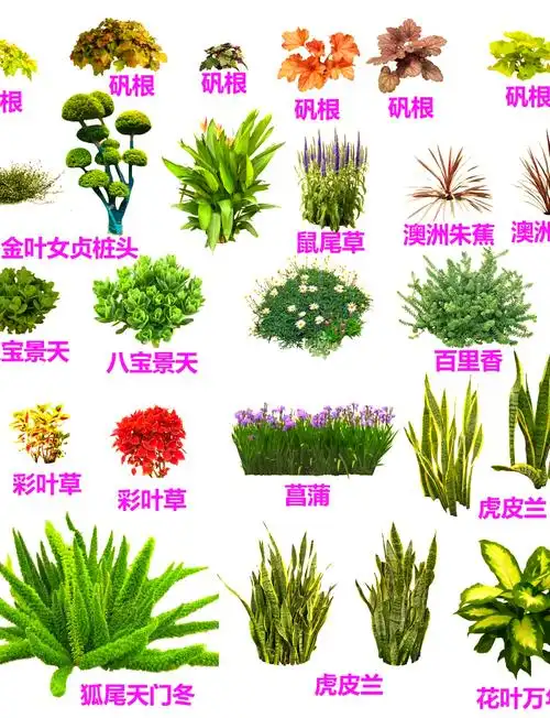 🌸花境植物搭配设计,让你的花园更加丰富多彩!