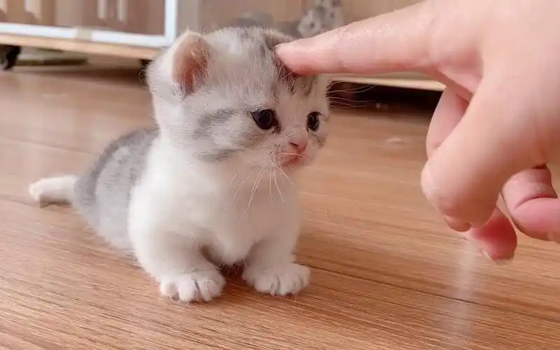 萌宠喵星人可爱卖萌小猫咪沙雕搞笑小宠物7