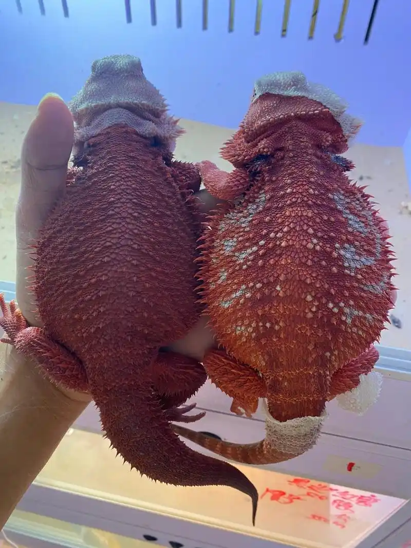 好看的红系鬃狮蜥 出各式各样红系苗子