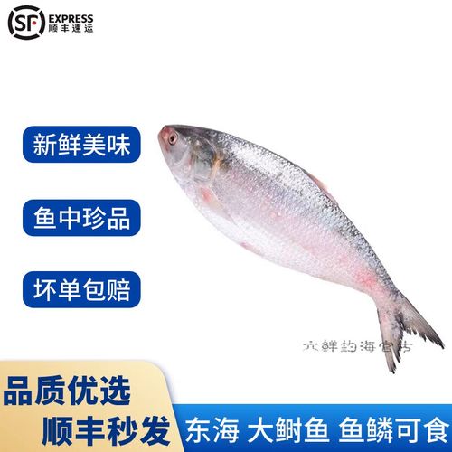 六鲜钓海 新鲜大鲥鱼  鲜活速冻鲥鱼 鱼中珍品 1.2-1.3斤/条 1条尝鲜