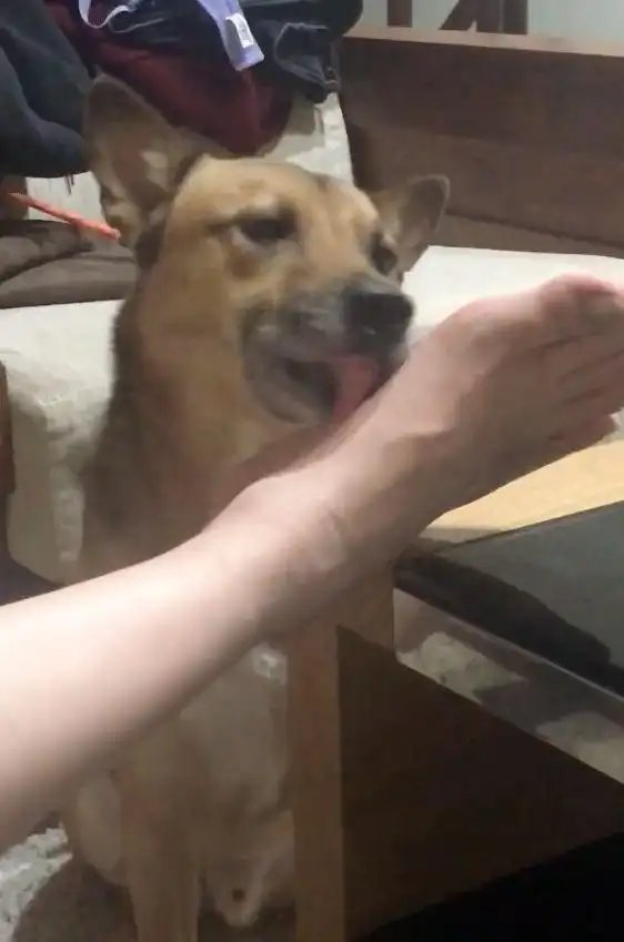 狗狗喜欢舔男主人臭脚,脚板脚趾都舔,舔完还想跟女主人亲吻 .