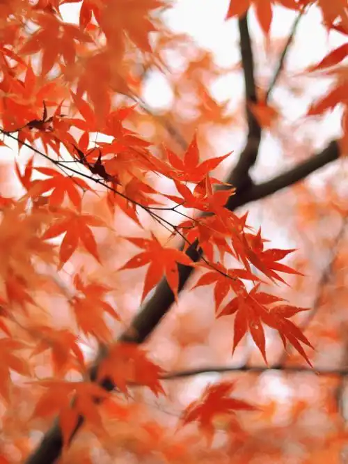 缓缓飘落的枫叶像思念