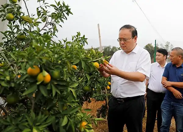 自贡市大安区委书记彭长林调研抗旱保丰收工作