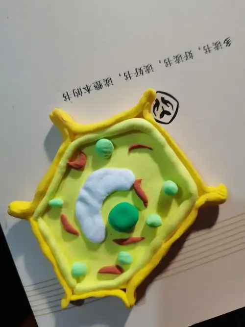 植物细胞模型,有没有很像