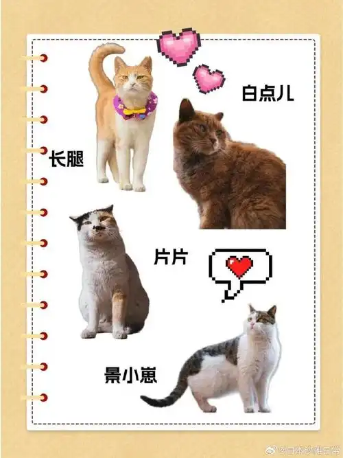 萌翻了60故宫猫猫图鉴93|||目前,故宫在编的猫咪有近两百只97